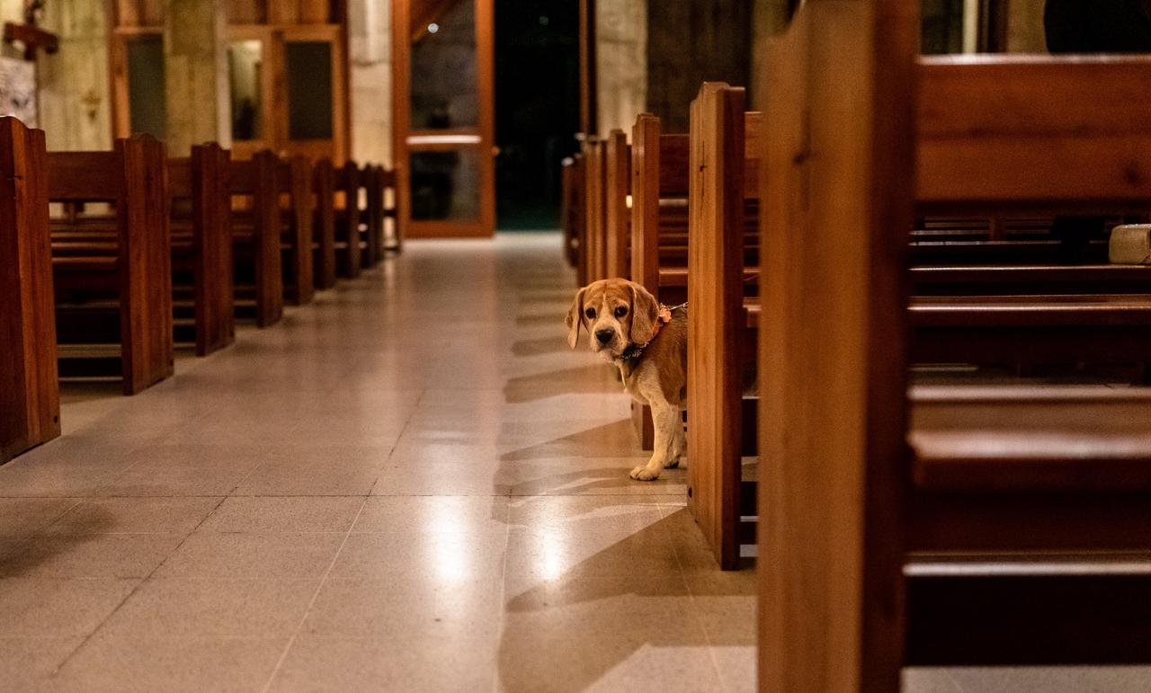 un perro en una iglesia