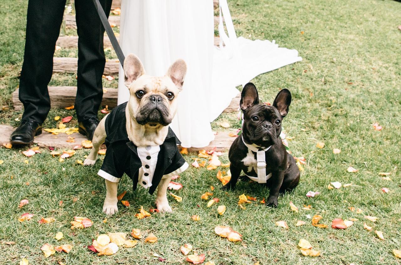 Accesorios de boda para perros, lo último en moda canina