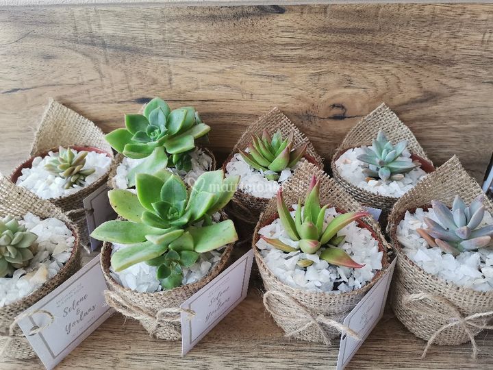 Cactus Suculovers