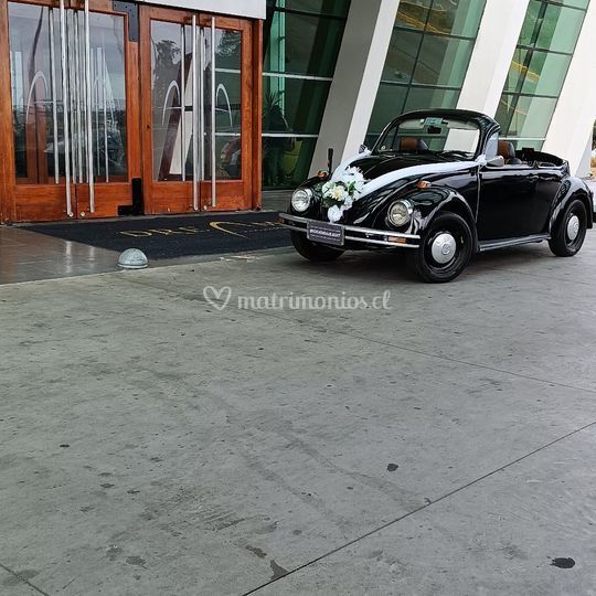 Escarabajo Temuco