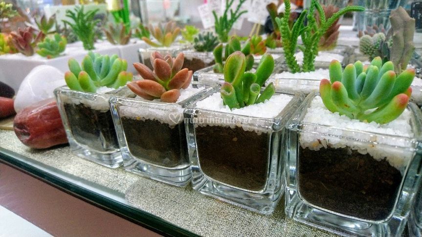 Cactus Tu Souvenir