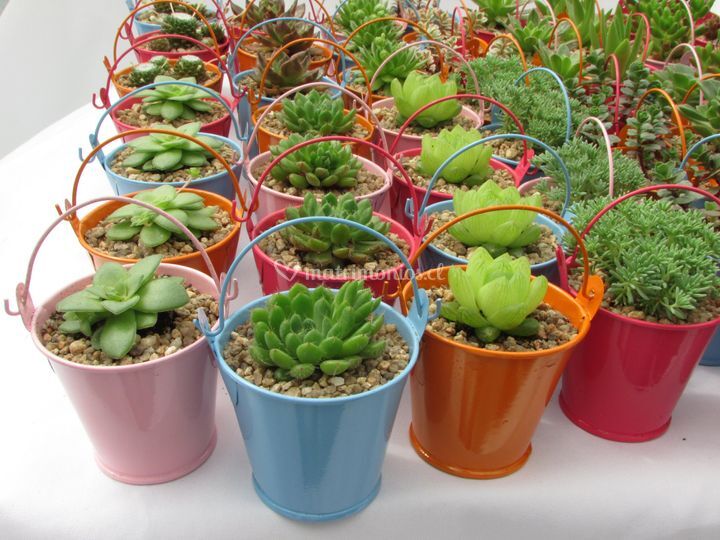 Vivero Nacimiento