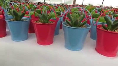 Vivero Nacimiento