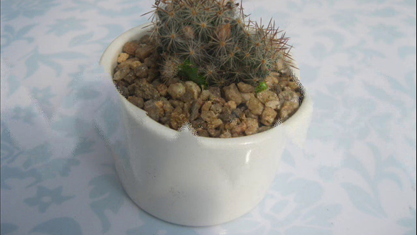 Recuerdo Mini cactus