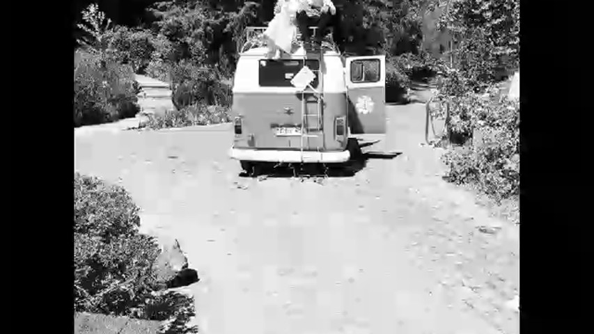 Escarabajos para matrimonios