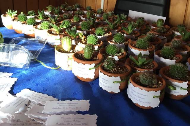 Vivero Nacimiento 4