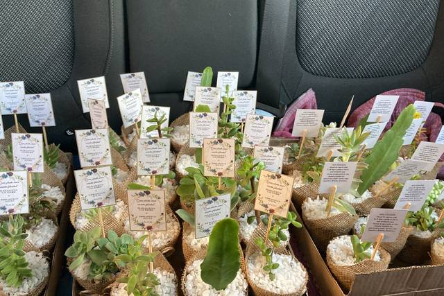 Cactus Suculovers 4
