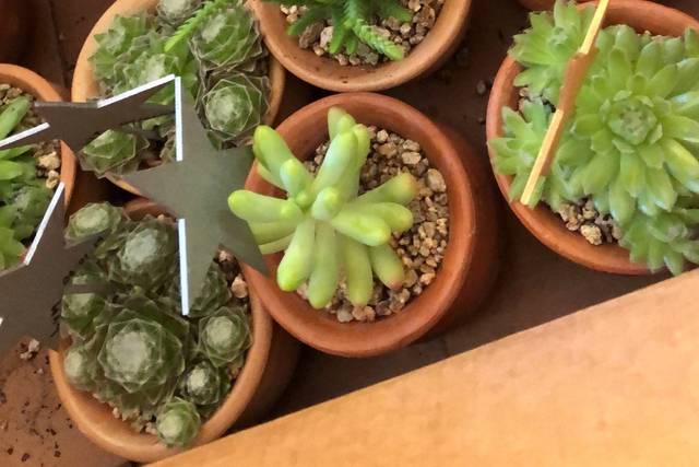 Vivero Nacimiento 1