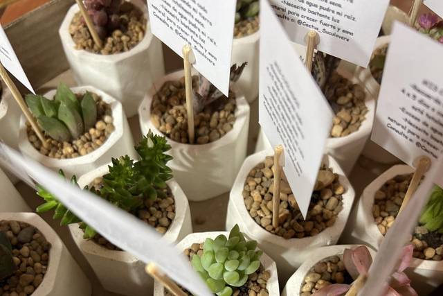 Cactus Suculovers 1