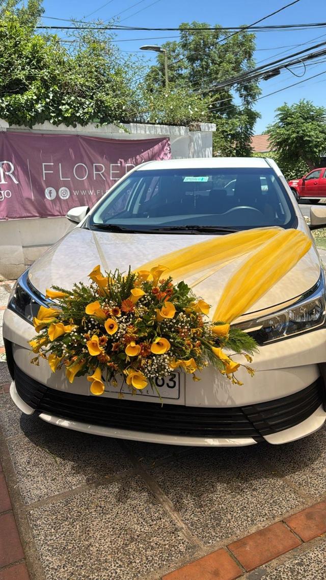 Flor de Galgo - 2