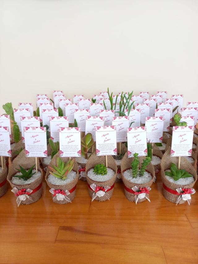Kadú Cactus y Suculentas - 2