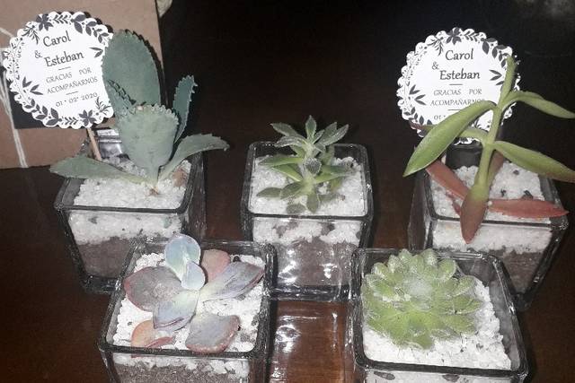Cactus Tu Souvenir 4