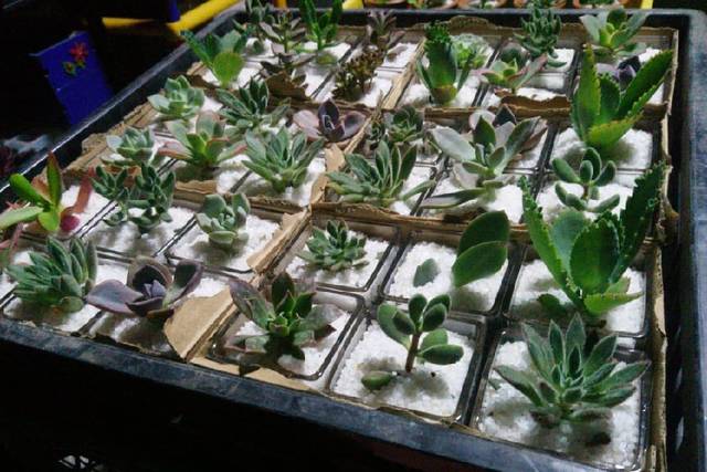 Cactus Tu Souvenir 5