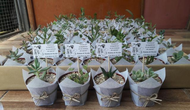 Aitue Cactus y Suculentas - 4