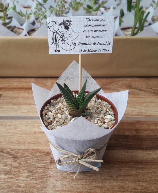 Aitue Cactus y Suculentas - 2