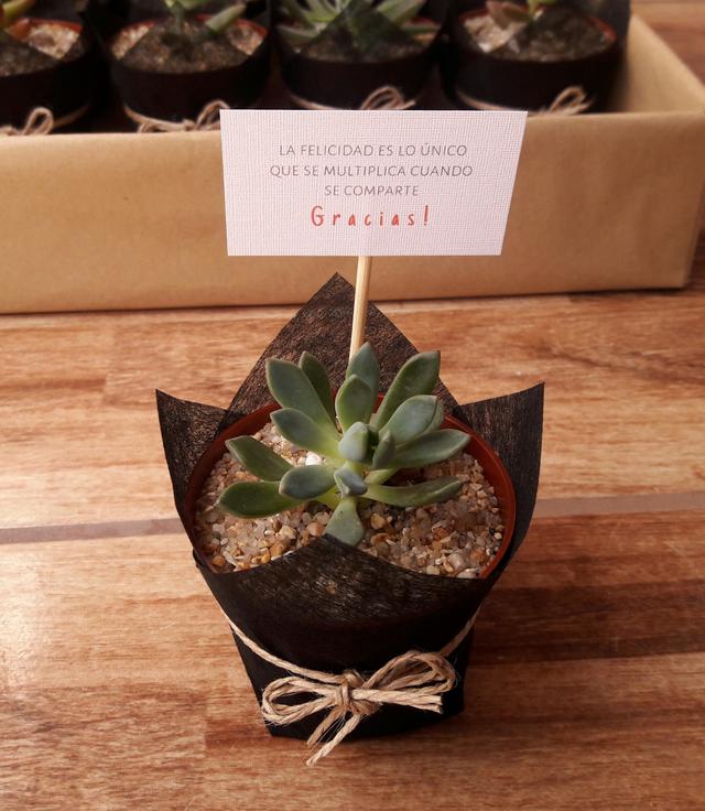 Aitue Cactus y Suculentas - 1
