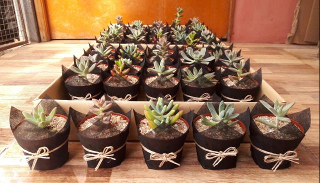 Aitue Cactus y Suculentas - 3
