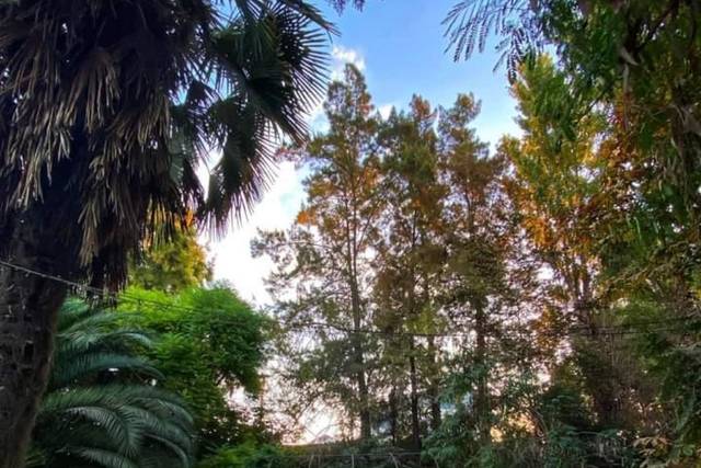 Olivos del Monte 4