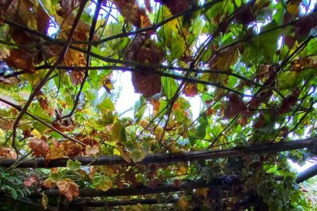 Olivos del Monte 5