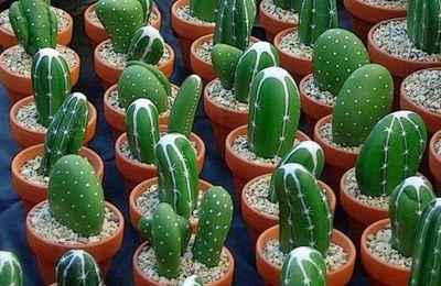 cactus piedra 