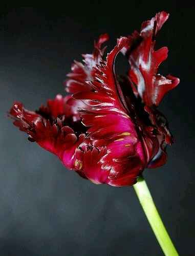 Ramos de novia de tulipanes - 12