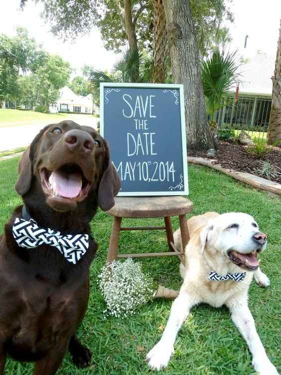 save the date con perros