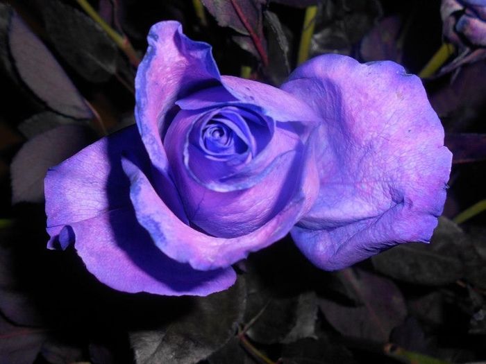 Rosas púrpura
