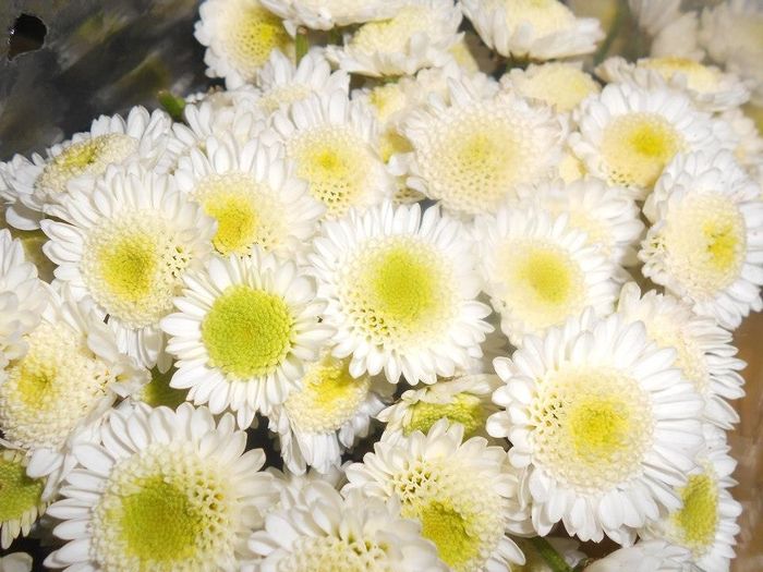 Flores Maules blancas