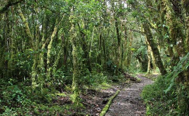 Sendero bosque nublado (Ecuador): El bosque nublado es tupido, siempre tiene una espesa y húmeda bru