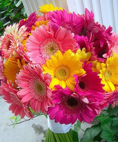 Gerberas, tb amo estas flores ❤