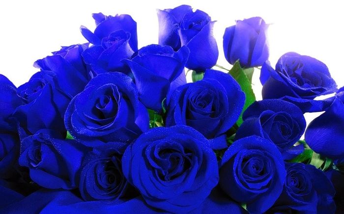 Rosas Azules