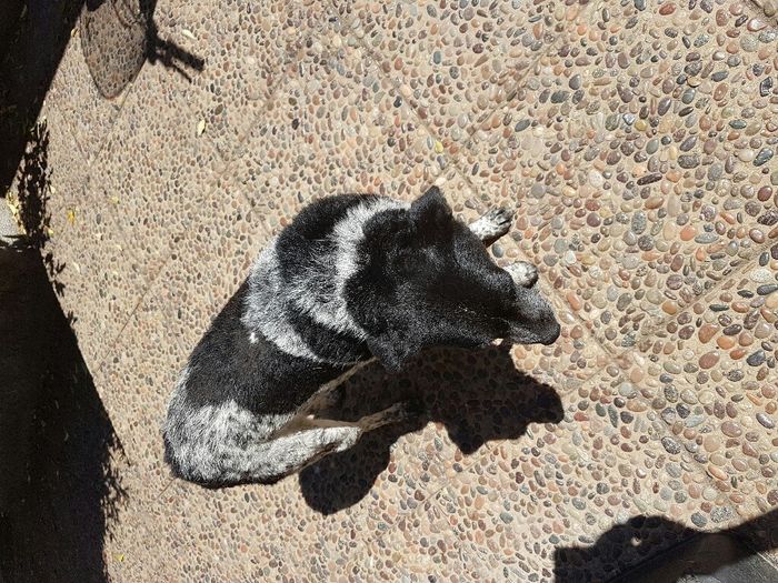 Nuestro hijo perruno - 1