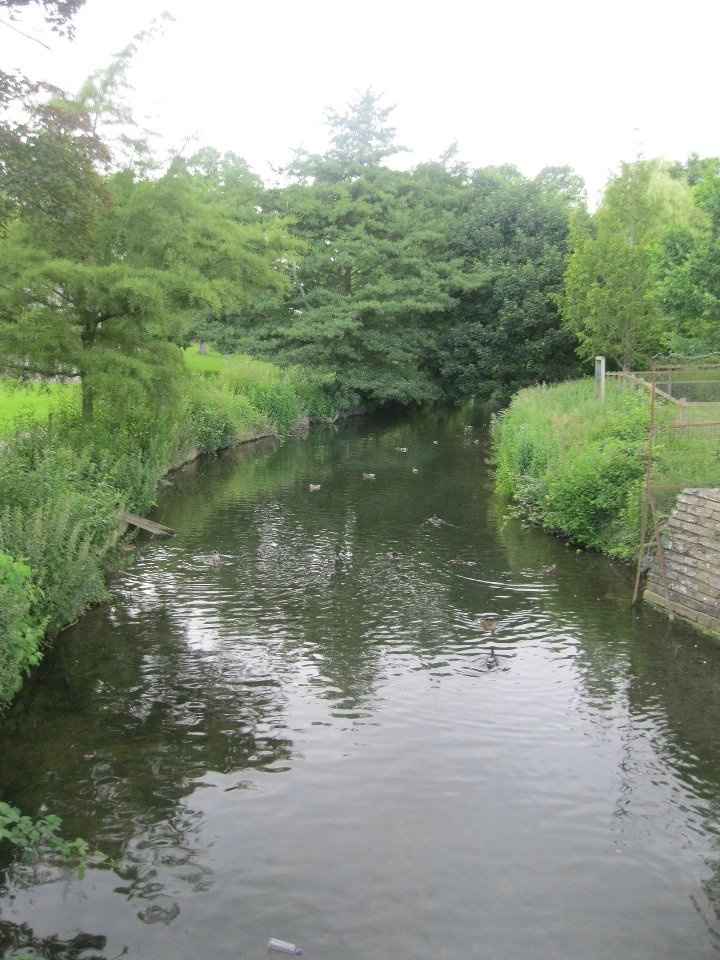 abby garden- estanque