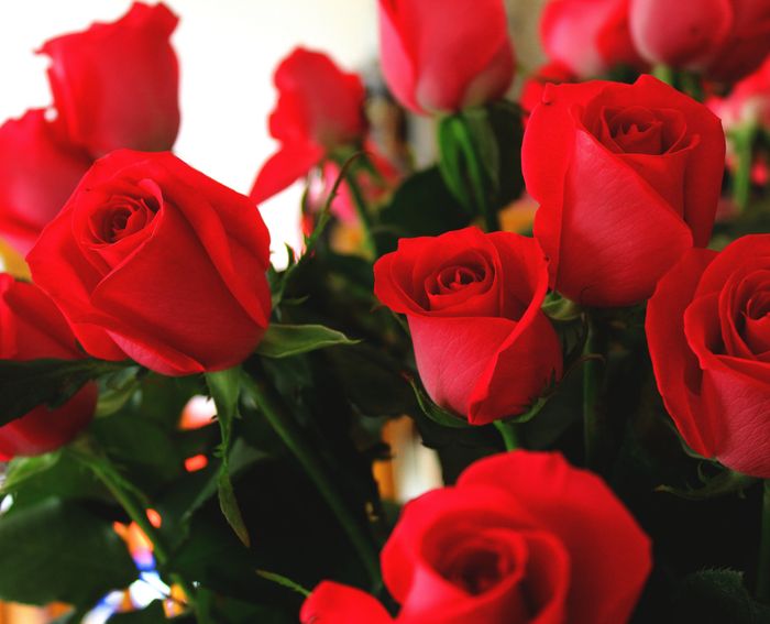 7 Tipos de flores para pedir matrimonio en el pololeo 5