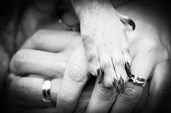 🐶 5 formas de incluir a tu perrit@ en el matrimonio 1