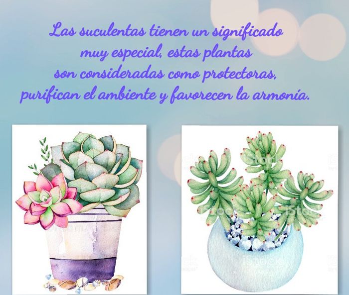 Significado de regalar Cactus y Suculentas 🌵🌿 1
