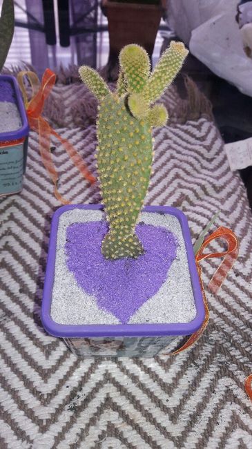 Regalitos listos: cactus y suculentas 😊 6