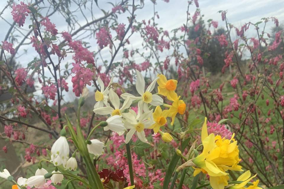 Flores primavera sur