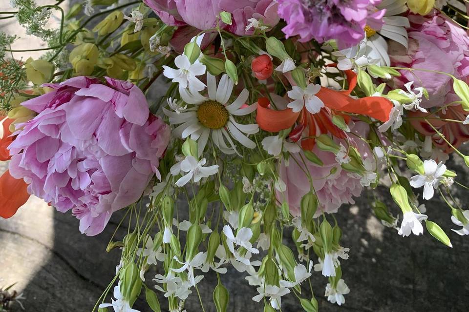 Peonias , cresta gallos