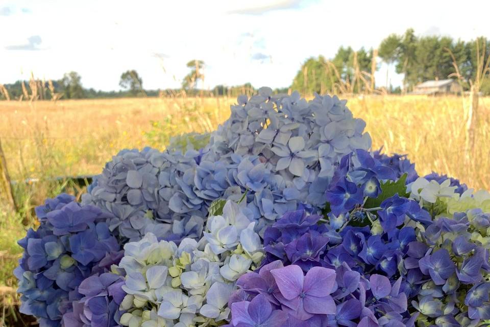 Olla azul enlozada Hortensias