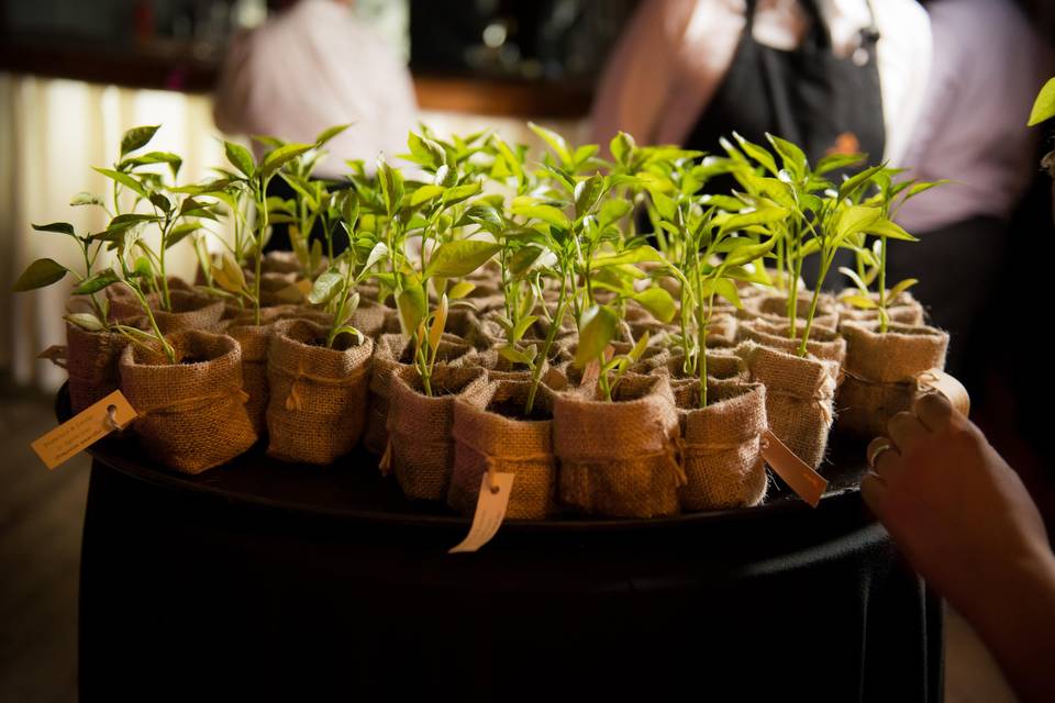 Plantas de pimentón amarillo