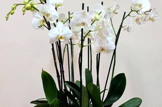 Espacio Floral