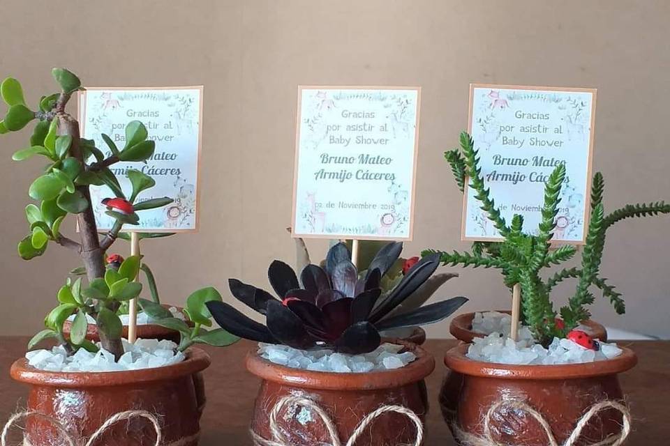 Cactus Suculovers