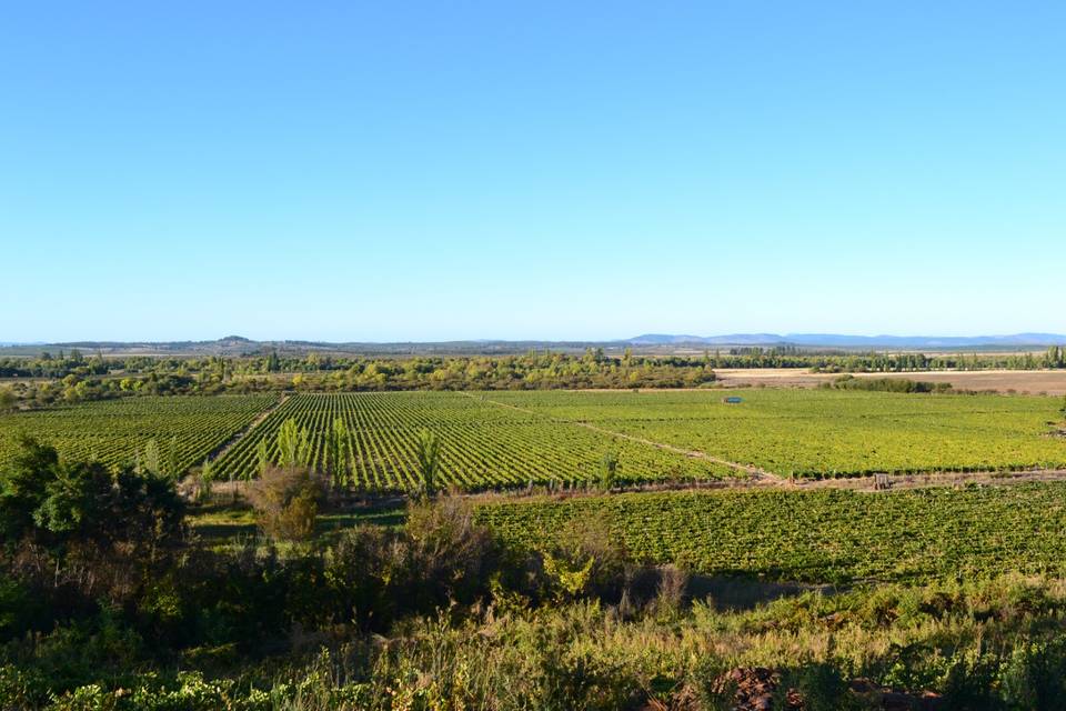 Vista salón a viñas