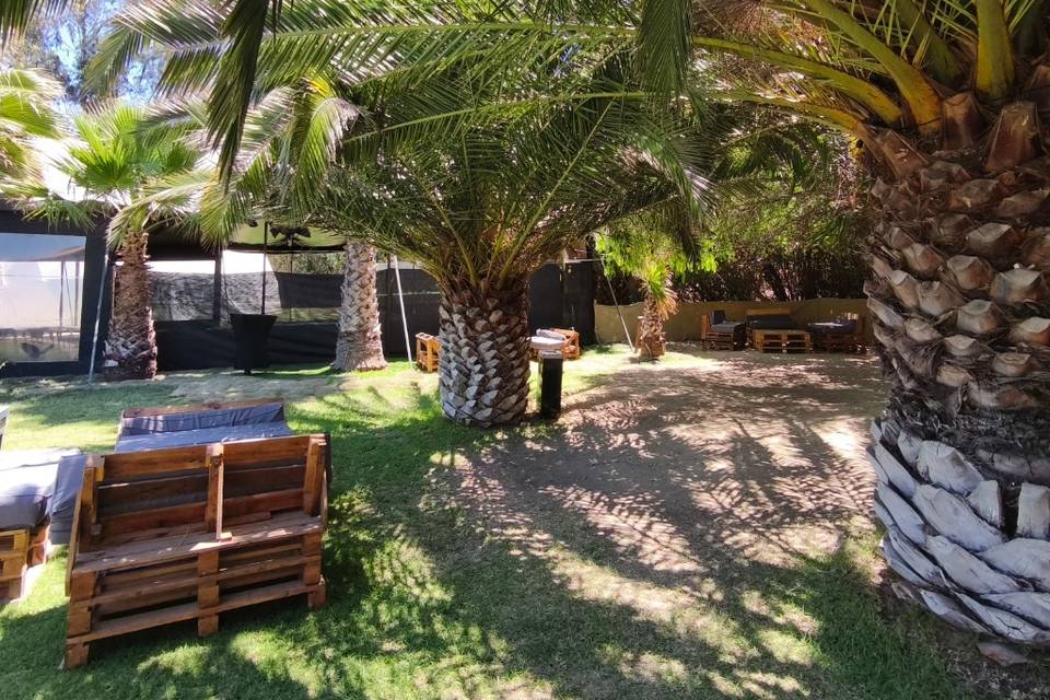 Palmeras