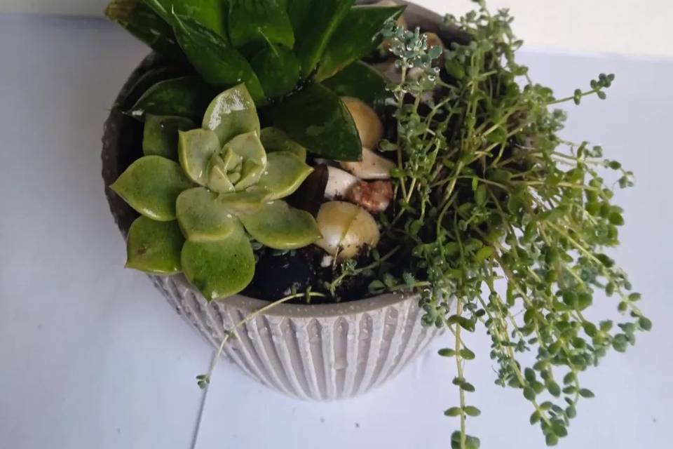 Mini jardines