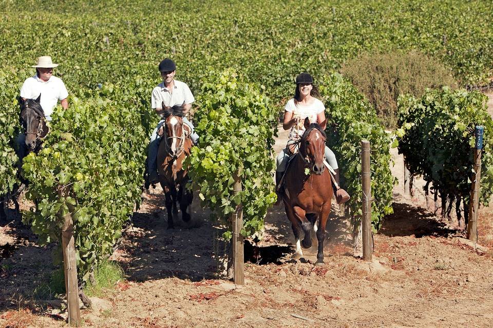 Cabalgatas en Vinedos