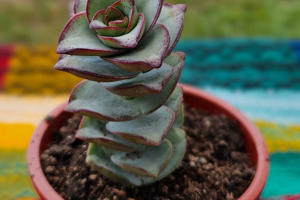 Macetitas con plantas para obsequios