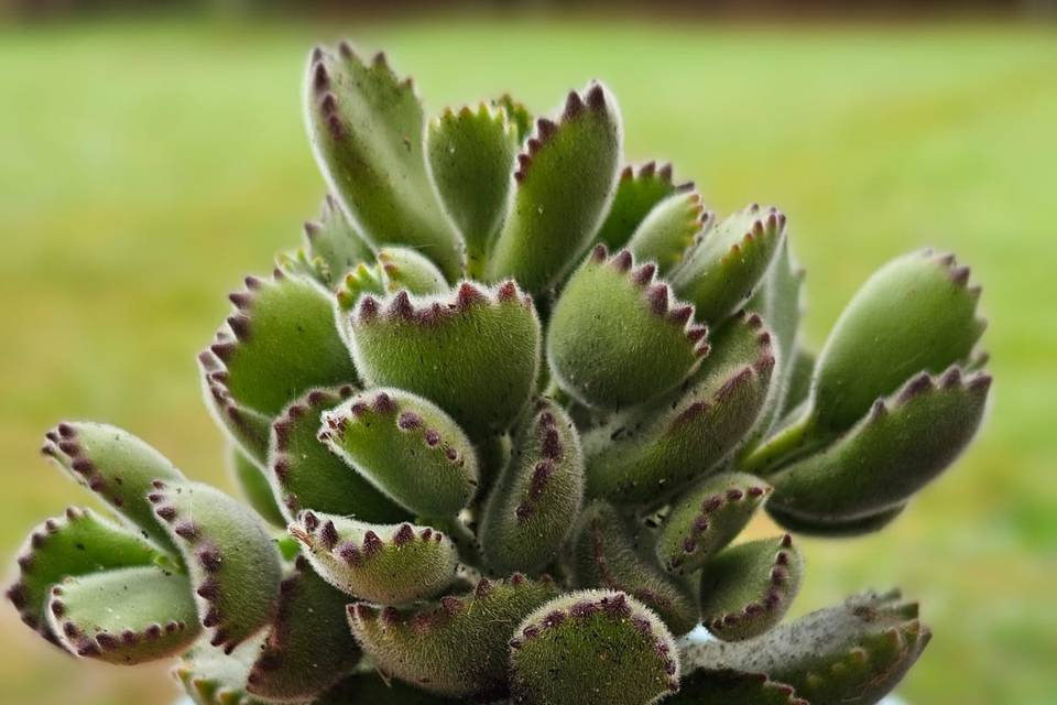 Macetitas con plantas para obsequios