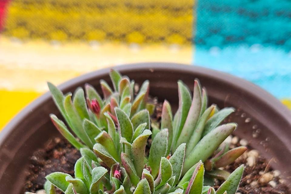 Macetitas con plantas para obsequios